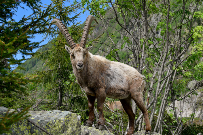 Photography of mountain ibex in Chamonix Mont Blanc