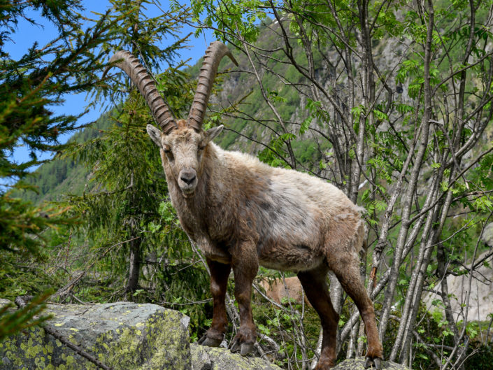 La faune de Chamonix Mont Blanc
