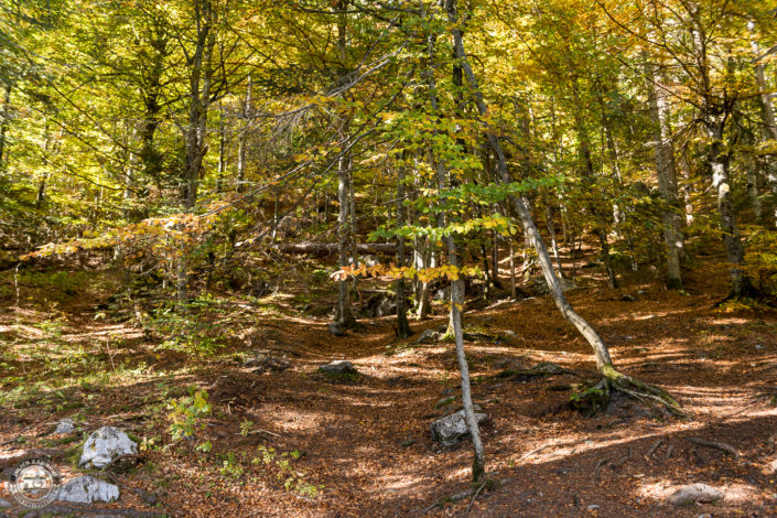 Lac Vert - automne 2018